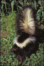 Striped skunk - photo from Texas Parks and Wildlife Division website