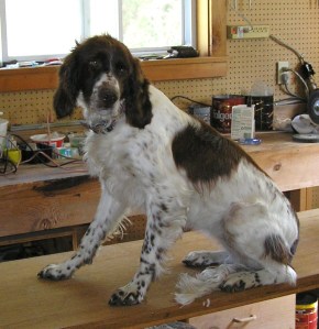 Abbey 'eagerly' awaits the start of the spring grooming session in the workshop.