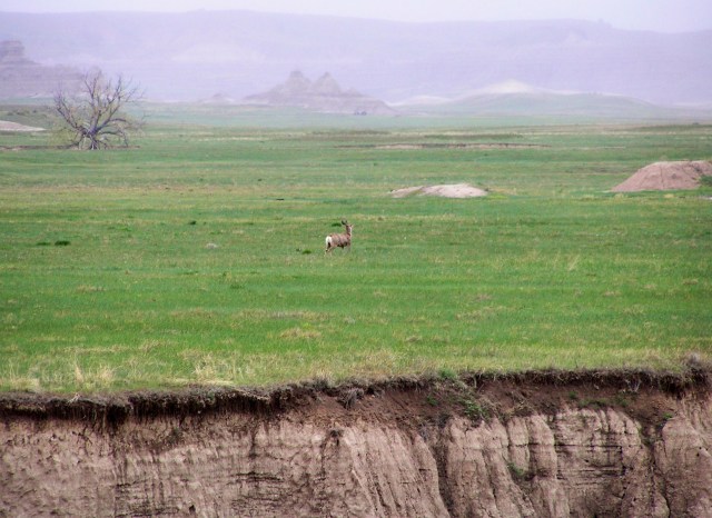 The approach of a thunderstorm on the prairie makes the hunter aware of his small place in the living panorama of the wild.