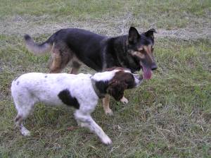Left ear up means,"Nicht!"