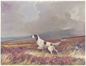 wardbinks30senglishsetter