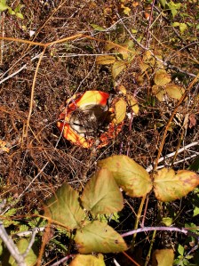 Whenever I fall afield, my hat flies off in an unexpected direction, often to an impressive distance.