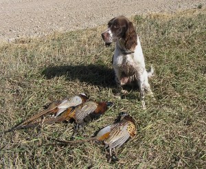 Abbey, with the morning's "one perfect bird,"and a couple other South Dakota rooster pheasants