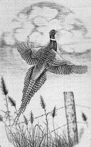 Banknote engraved pheasant in flight by Steve Lindsay
