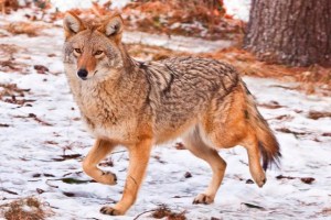 Coyote - Canis latrans. Photo from the website of  the Maine Department of Inland Fisheries and Wildlife