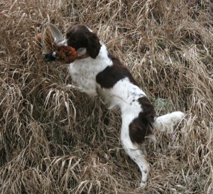 My 'autopsies' indicate that six or more pellet strikes are needed to knock down a pheasant. This one had 18 and was 'dead in the air.'
