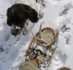 Abbey reluctantly agreed to share her antler find with me a dropped it on my snowshoe.