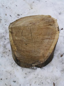 Landmark events of life seem static and dull and almost banal printed in ink on the page, but they are vivid and vibrant and alive when etched in the heartwood of a red elm.