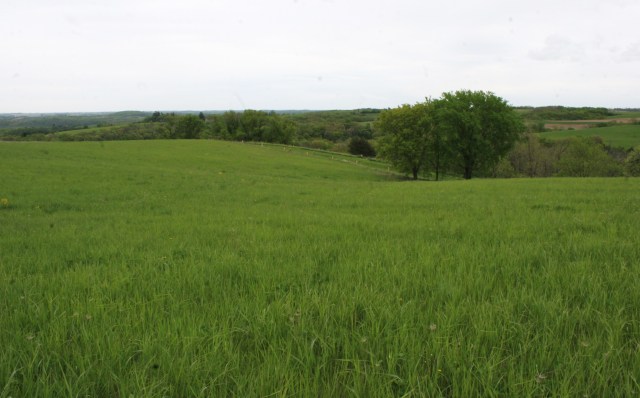 Our weedy hilltop “pasture” will not be hayed this year. We are letting it go wild to preserve an island of wildlife habitat amidst the thousands of acres of fragile, highly erodible land around us that has been plowed and planted to corn in this era of unconscionable farming practices.
