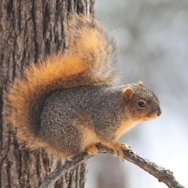 Eastern-Fox-Squirrel_0921sm