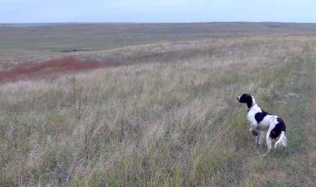Why we hunt the Dakota grasslands: a single photo of Abbey, taken with a pocket sportcam. Beautiful country, beautiful dog, beautiful day. Here's hoping we have a few more hunting trips like this before then end.