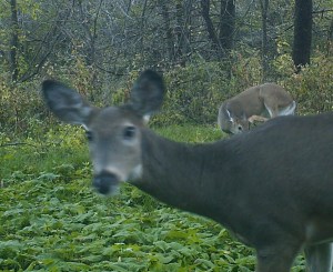 M2E32L111-111R390B311