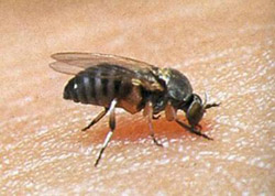 Photo from the Illinois Department of Public Health website, www.idph.state.il.us/envhealth/pcblackflies_buffalognats.htm