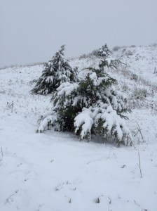 snow-storm-in-mckelvie