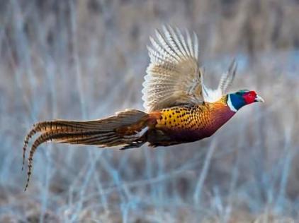 pheasant