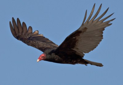 Turkey Vulture (Cathartes aura)