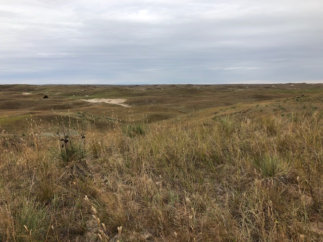 Sandhills 1