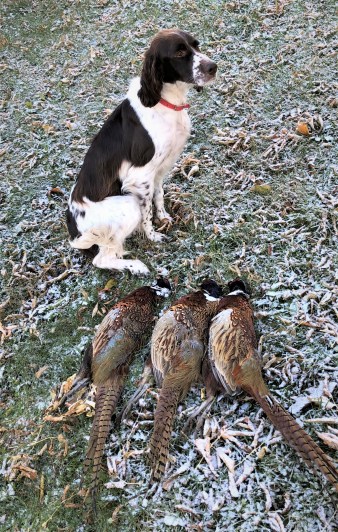 Abbey opening day pheasants