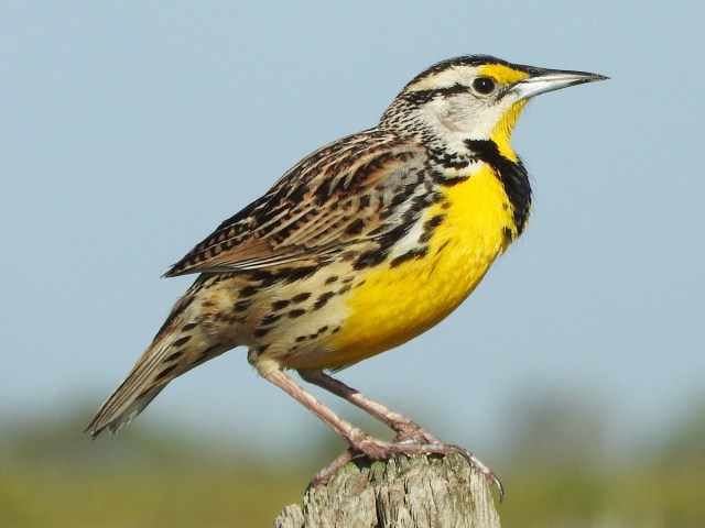 easternmeadowlark